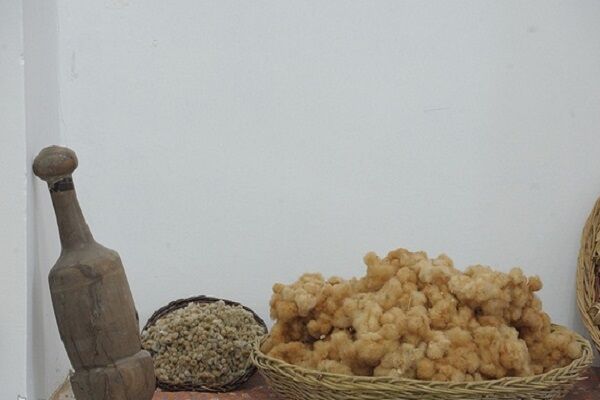 غفلت از ظرفیت تولید پوشاک با الیاف طبیعی |جذابیت فوق العاده پنبه «مله» برای گردشگر