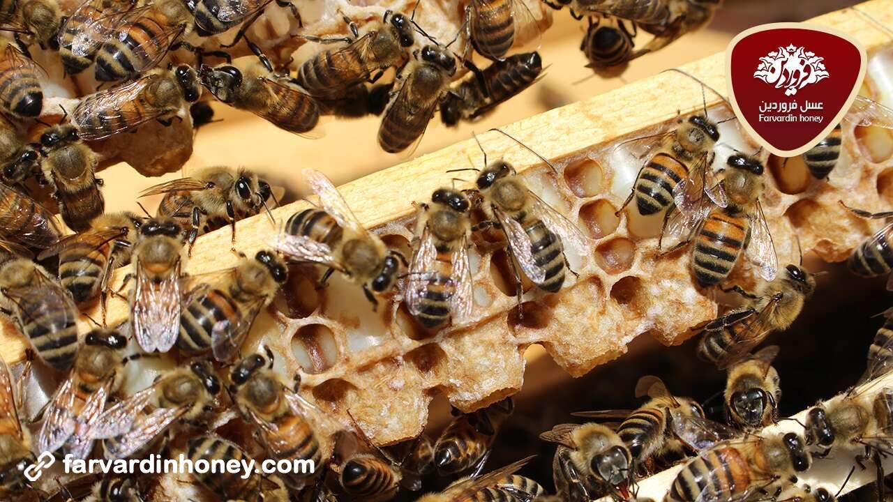 خواص ژل رویال، معجزه زنبورعسل برای پوست و پاسخ به ۷ پرسش شما