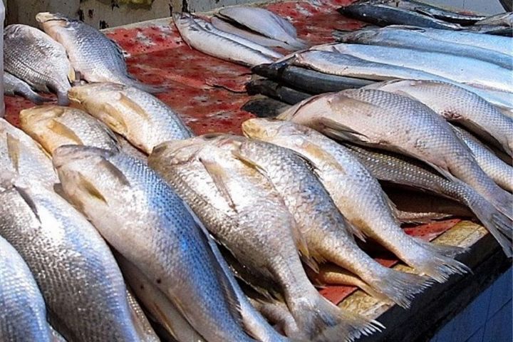 قیمت انواع ماهی اول آذر ۱۴۰۲