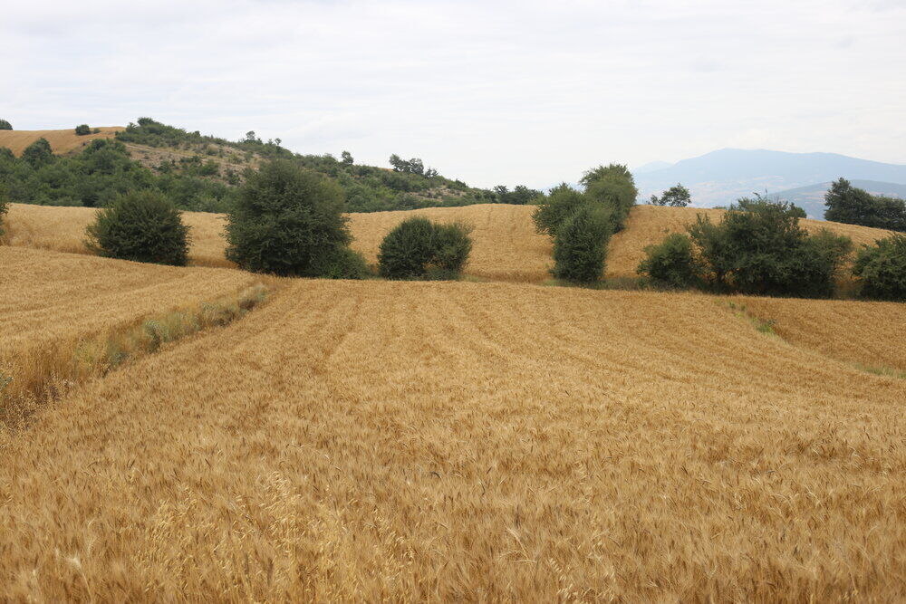 اجرای موفق طرح جهش تولید دیمزارهای مازندران برای دومین سال