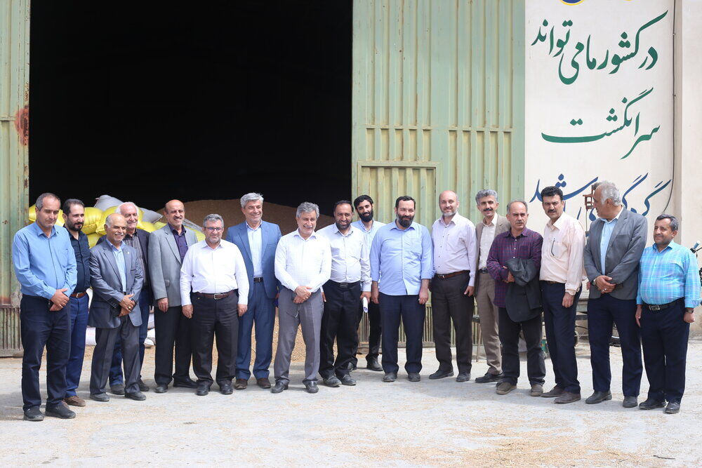 اجرای موفق طرح جهش تولید دیمزارهای مازندران برای دومین سال