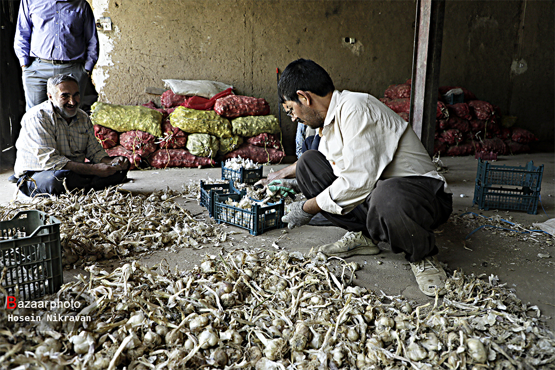 بیکلاه ماندن سر سیرکاران همدان در پی جنگ روسیه و اوکراین| تنها ۱۵ درصد سیر تولیدی صادر شد