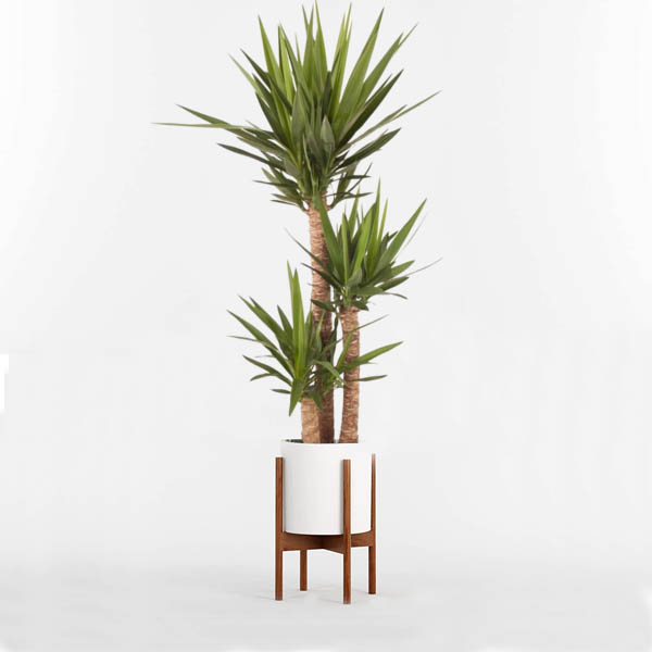 گل و گیاه آپارتمانی