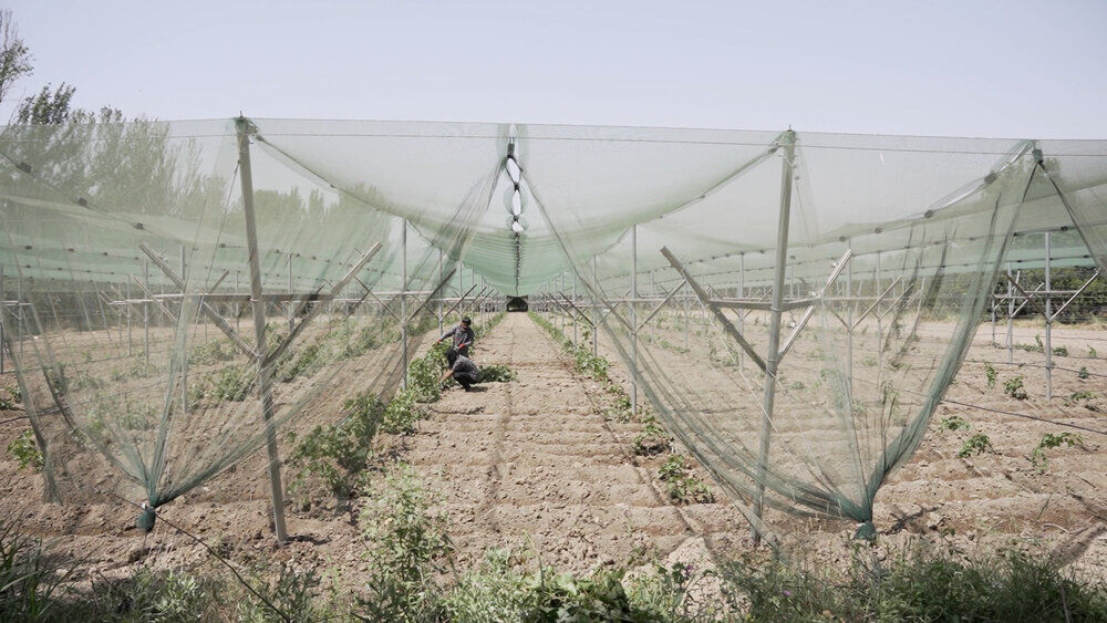 باغ خشکباری نیمه متراکم و هوشمند در استان البرز افتتاح شد