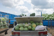 ۱۷۰ هزار تن هندوانه پاییزی شب یلدا در بازار عرضه می‌شود
