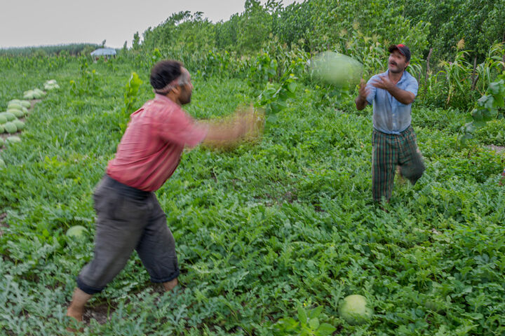 برداشت هندوانه در گیلان