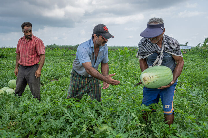 برداشت هندوانه در گیلان
