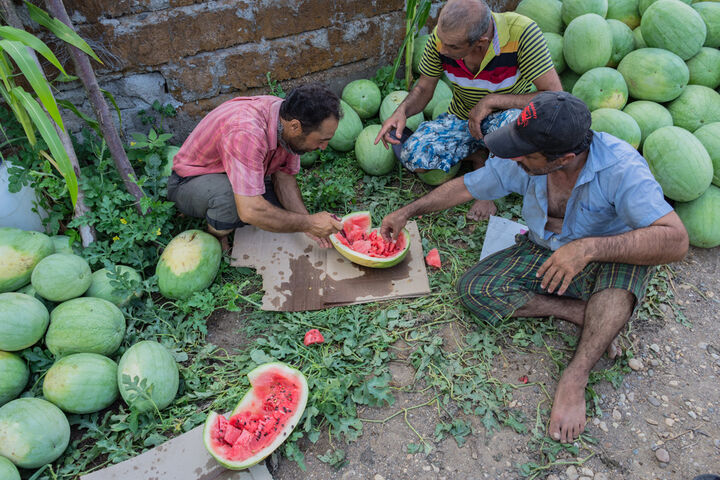 برداشت هندوانه در گیلان