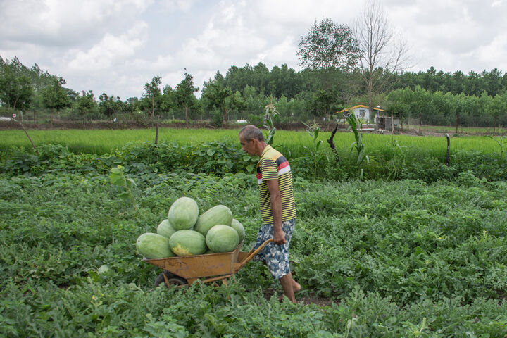 برداشت هندوانه در گیلان