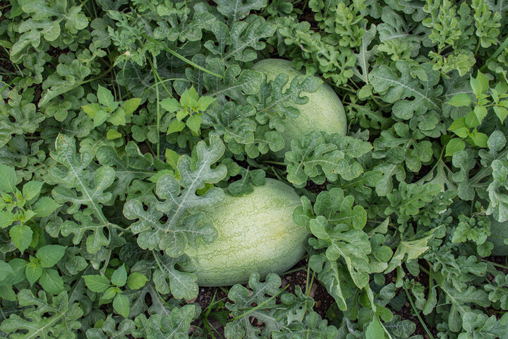 برداشت هندوانه در گیلان