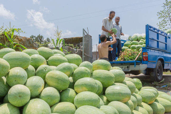 برداشت هندوانه در گیلان