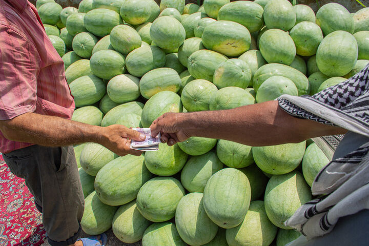 برداشت هندوانه