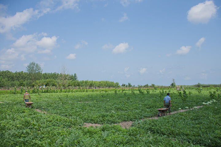 برداشت هندوانه