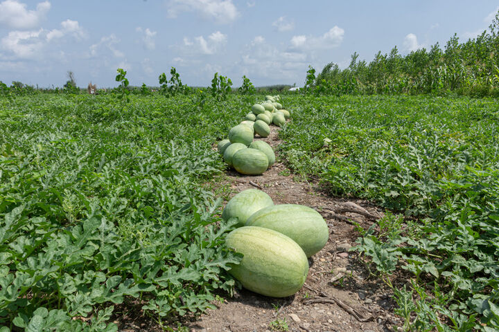 برداشت هندوانه در گیلان