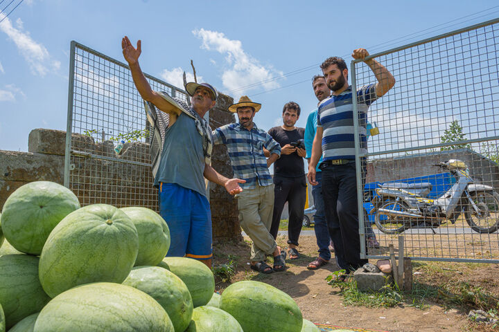 برداشت هندوانه در گیلان