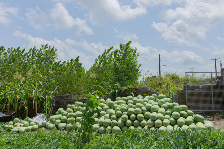 برداشت هندوانه