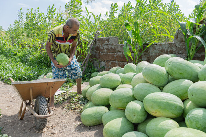 برداشت هندوانه