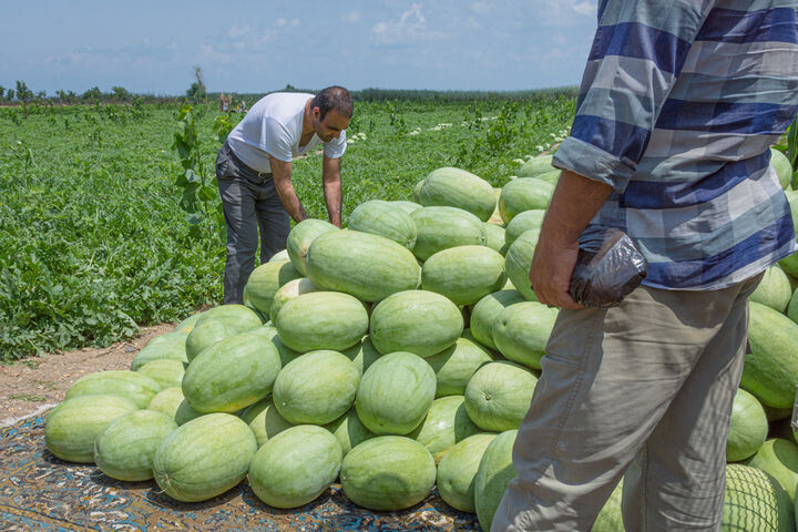 برداشت هندوانه در گیلان