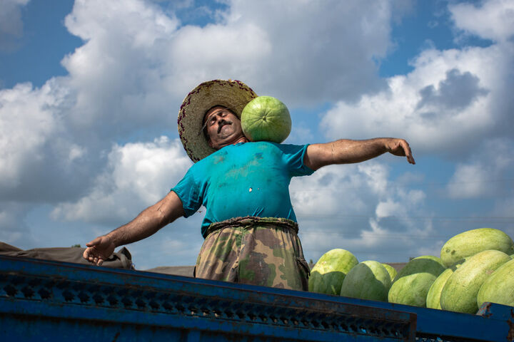 برداشت هندوانه در گیلان