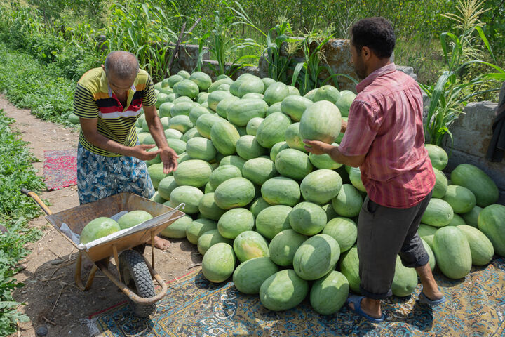 برداشت هندوانه در گیلان