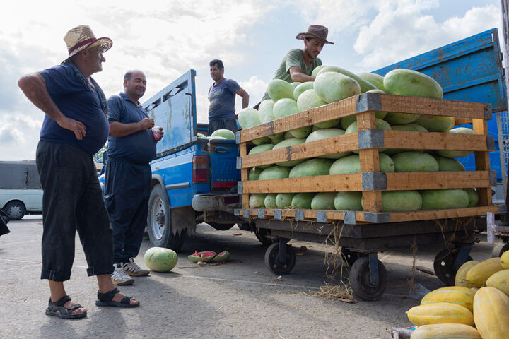 برداشت هندوانه در گیلان
