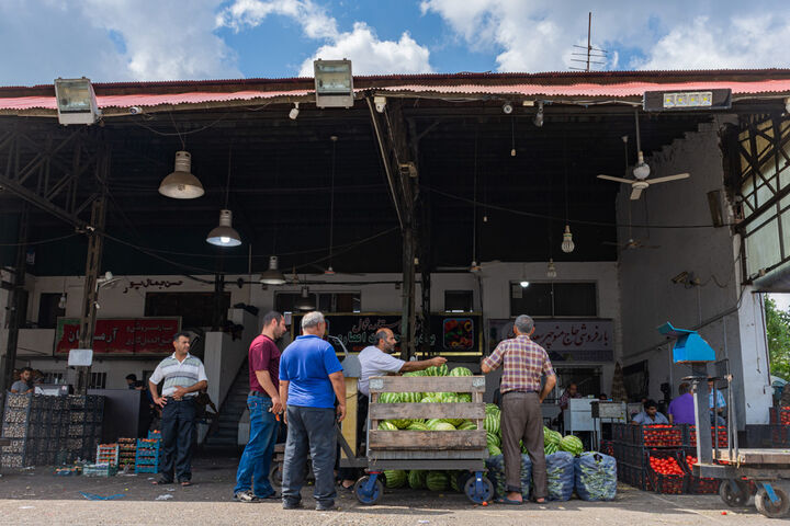 برداشت هندوانه در گیلان