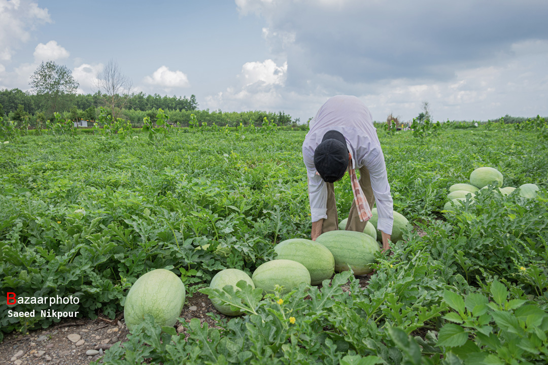 کشت دیم آب رفت|ضرورت فراموش شده در خراسان جنوبی