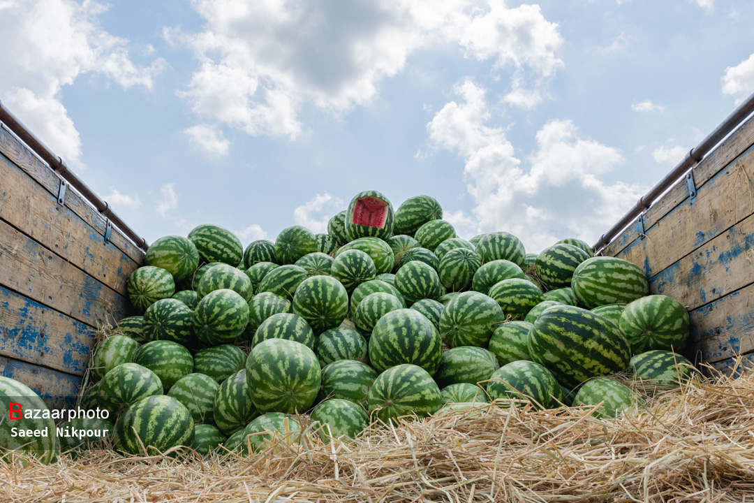 صادرات هندوانه جنوب کرمان به کشورهای عربی/ کار در دمای ۴۵ درجه