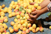 ۱۶ درصد زردآلوی کشور در استان سمنان تولید می‌شود