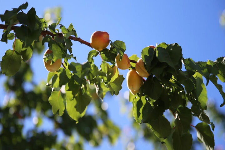 تسلط کشورهای خاورمیانه بر تولید جهانی زردآلو؛ جایگاه ایران در بازار جهانی کجاست؟