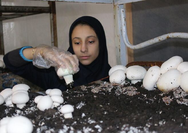 عرضه قارچ بالاتر از ۱۰۰ هزارتومان گرانفروشی است