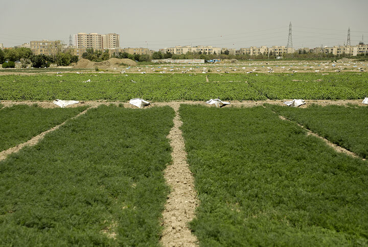 بوشهر با تولید یک میلیون و صادرات ۳۰۰ هزار تن تامین کننده سبزی و صیفی همسایگان بوشهر با تولید یک میلیون و صادرات ۳۰۰ هزار تن تامین کننده سبزی و صیفی همسایگان