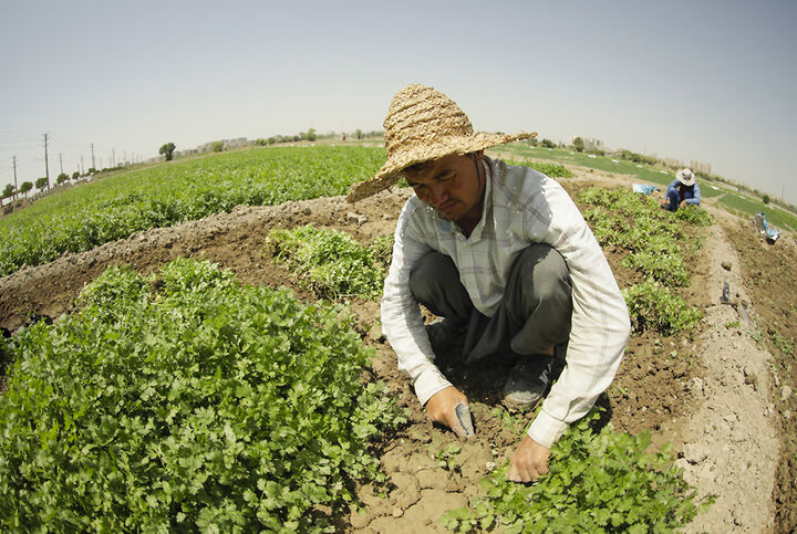 پیشبینی ۵۰ درصد خودکفایی تولید بذر سبزی و صیفی در کشور پیشبینی ۵۰ درصد خودکفایی تولید بذر سبزی و صیفی در کشور