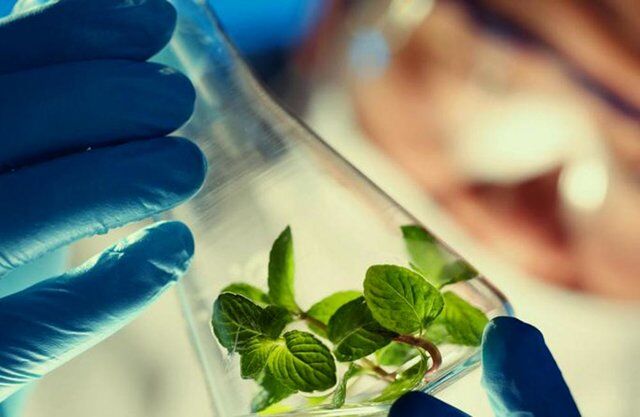 نگهداری بیش از ۷۰هزار نمونه ژنتیکی در بانک ملی ژن گیاهی ایران