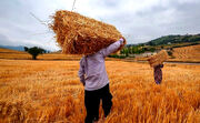 رشد ۵۶درصدی خرید گندم نسبت به سال قبل| دست کوتاه گندمکاران استانهای سردسیر از دریافت مطالبات