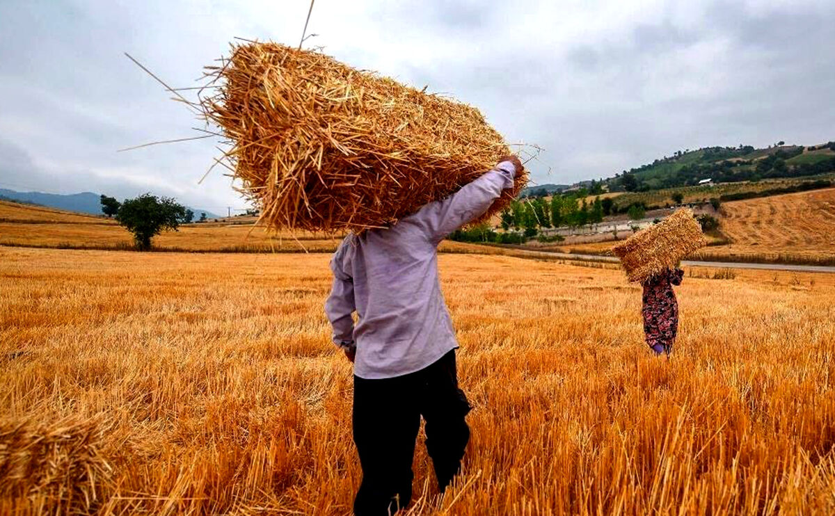 کارخانجات آرد و ماکارونی؛ پای کشت قراردادی گندم| تفاوت قیمت جهانی گندم با ایران چقدر است؟