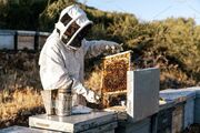 شهد شیرین عسل در کام دلالان| زنبورداری زیر نیش مشکلات
