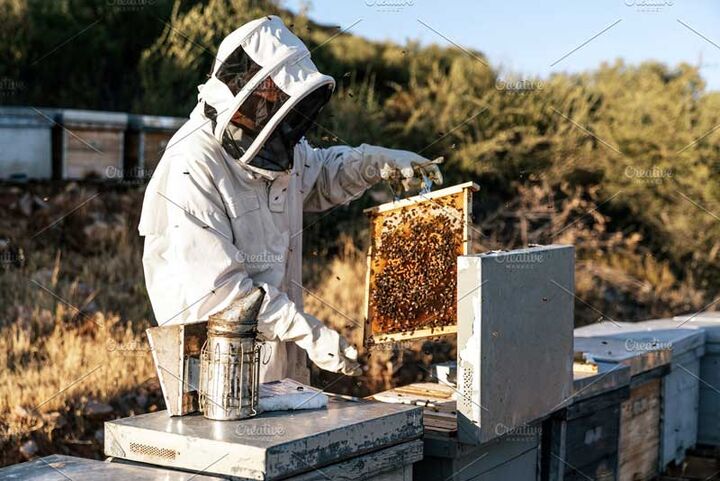 زنبورداران نیازمند تسهیلات حمایتی | تولید عسل نمدار در انحصار گلستان است