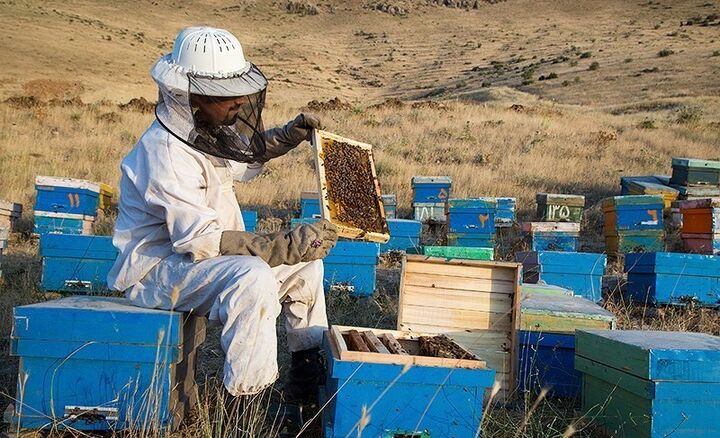 گرانی شکر و کمبود نقدینگی مشکل زنبورداران بابلی است