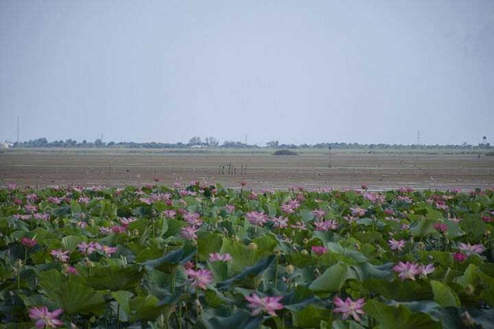 تالاب آبکنار