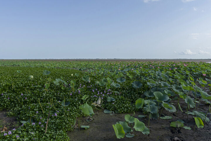 تالاب آبکنار