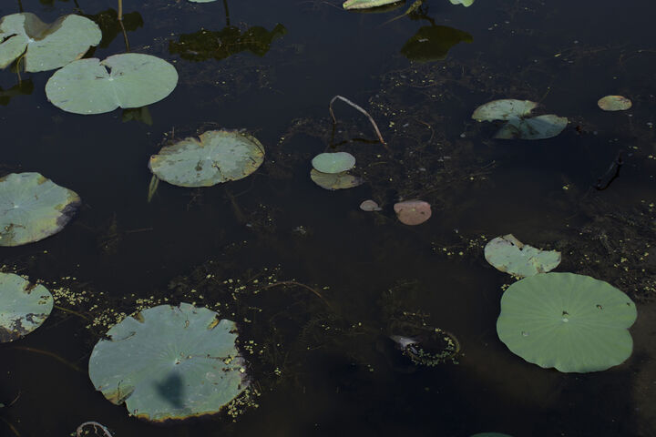 تالاب آبکنار