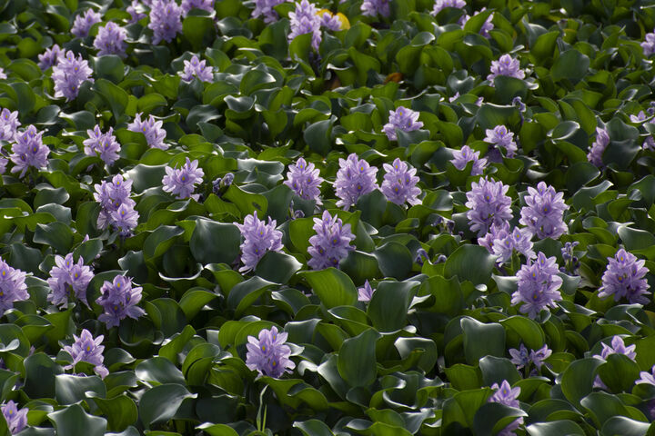 تالاب آبکنار