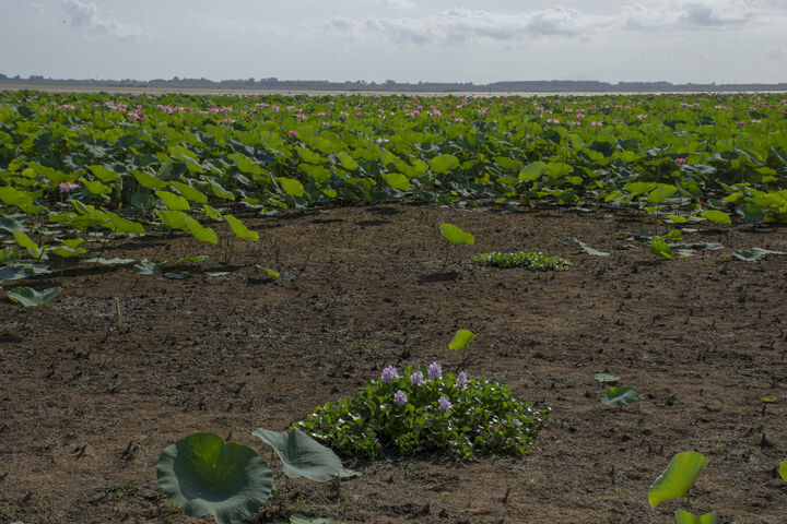 تالاب آبکنار