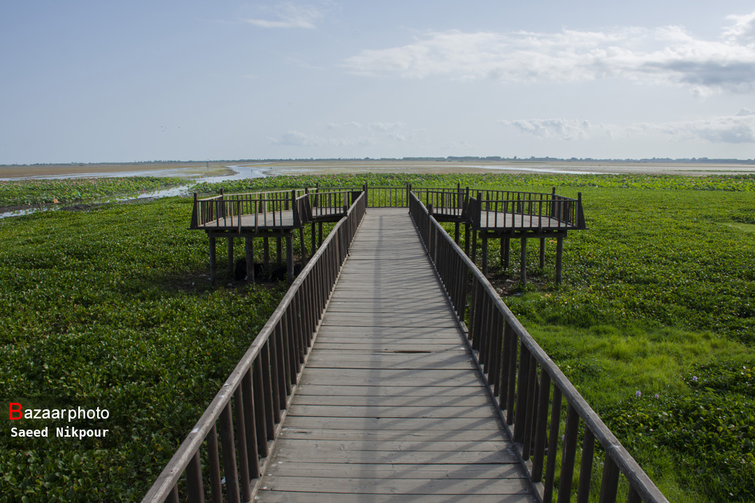 اکوتوریسم در بهشت پرندگان جهان| دور ماندن میانکاله از گردشگری