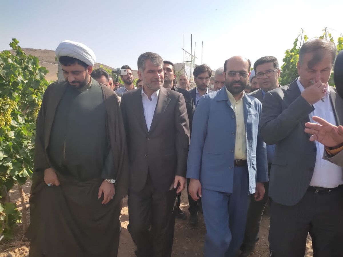 بهره برداری از طرح «فراز» باغات انگور در شهرستان ملایر