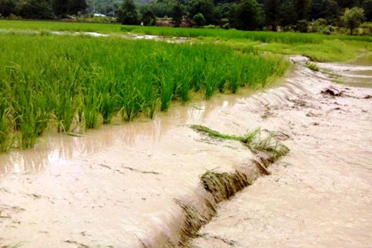 بارش بی‌سابقه باران در قوچان| سیل مزارع را درنوردید