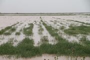 خسارات سیل در استان فارس| وقتی اعتبارات جوابگو نیست