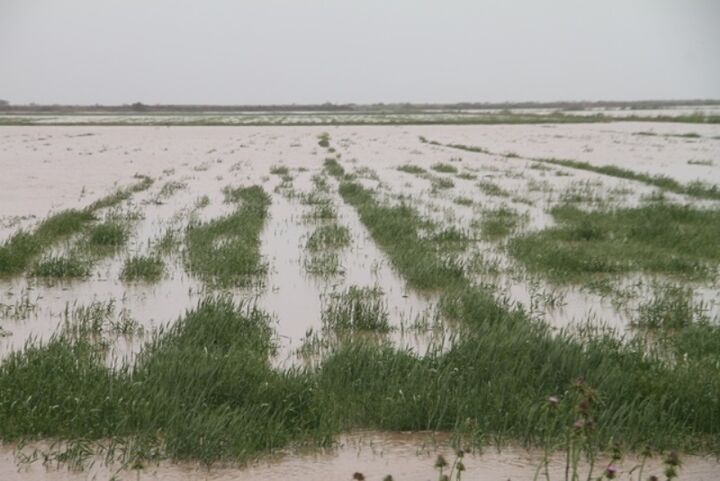 احتمال بروز سیلاب  و خسارات به کشاورزان در جنوب کرمان