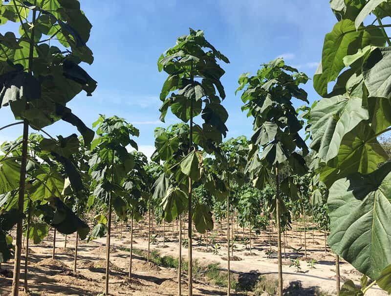 روایت زراعت پالونیا در گلستان | سرمایه گذاری بدون تخریب محیط زیست